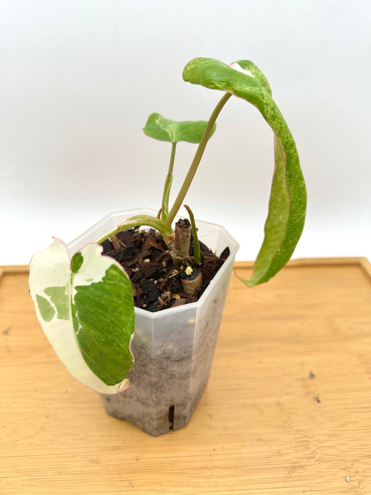 Philodendron Paraiso Verde Albo Variegated - 2 Growths