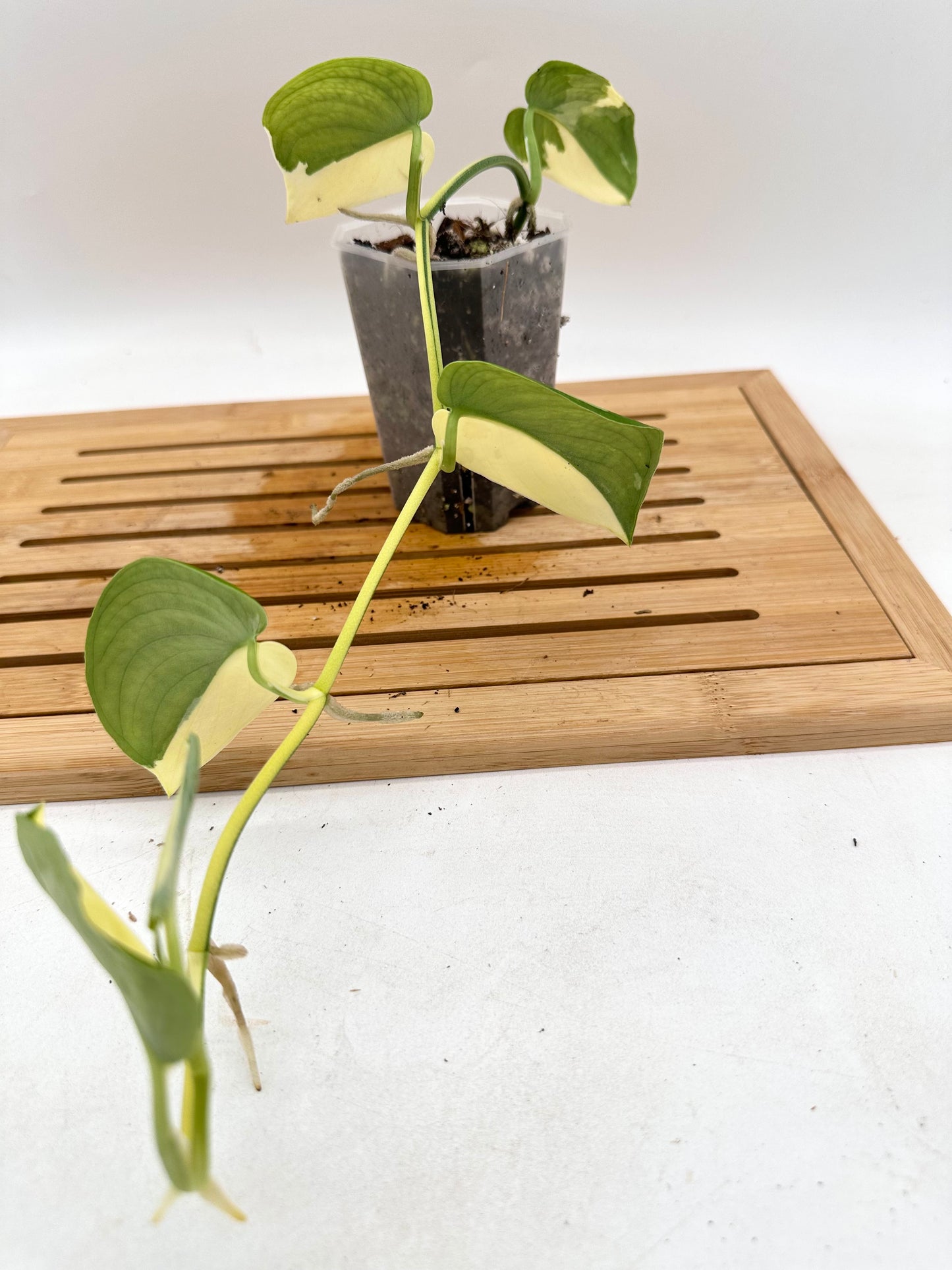 Scindapsus Jade Satin Albo White Variegated