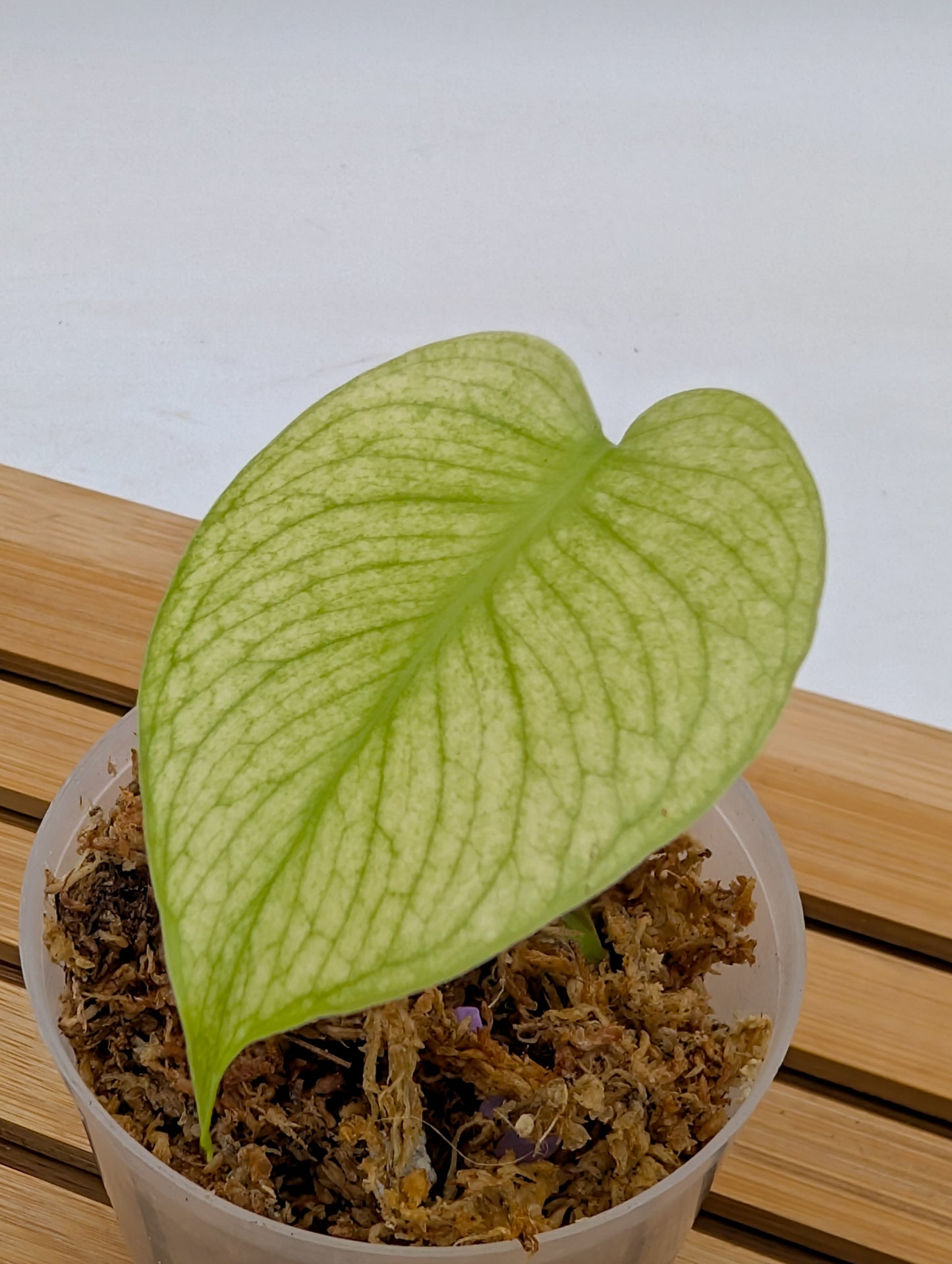 Monstera Mint