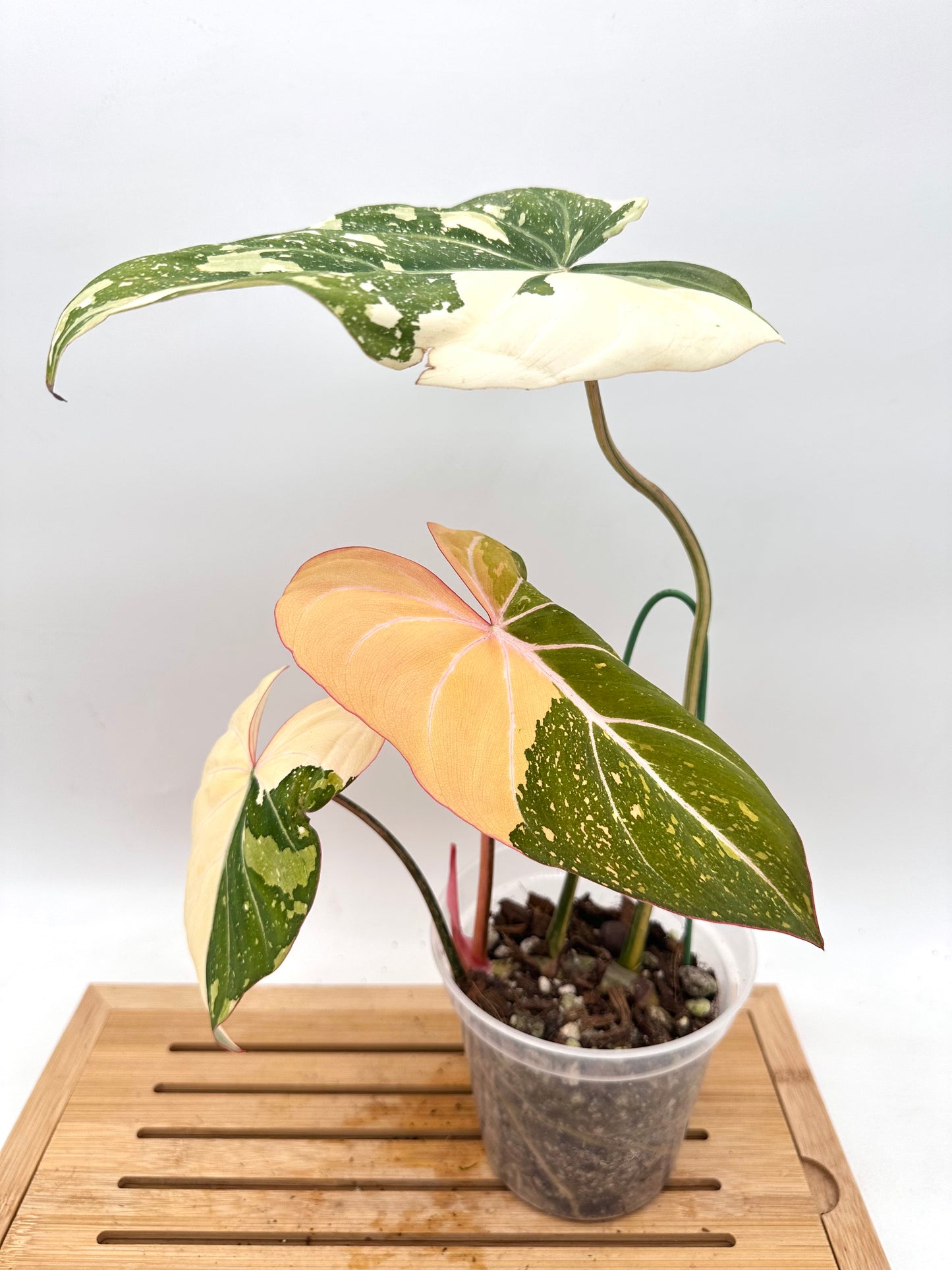 Philodendron Gloriosum Variegated - Good Size