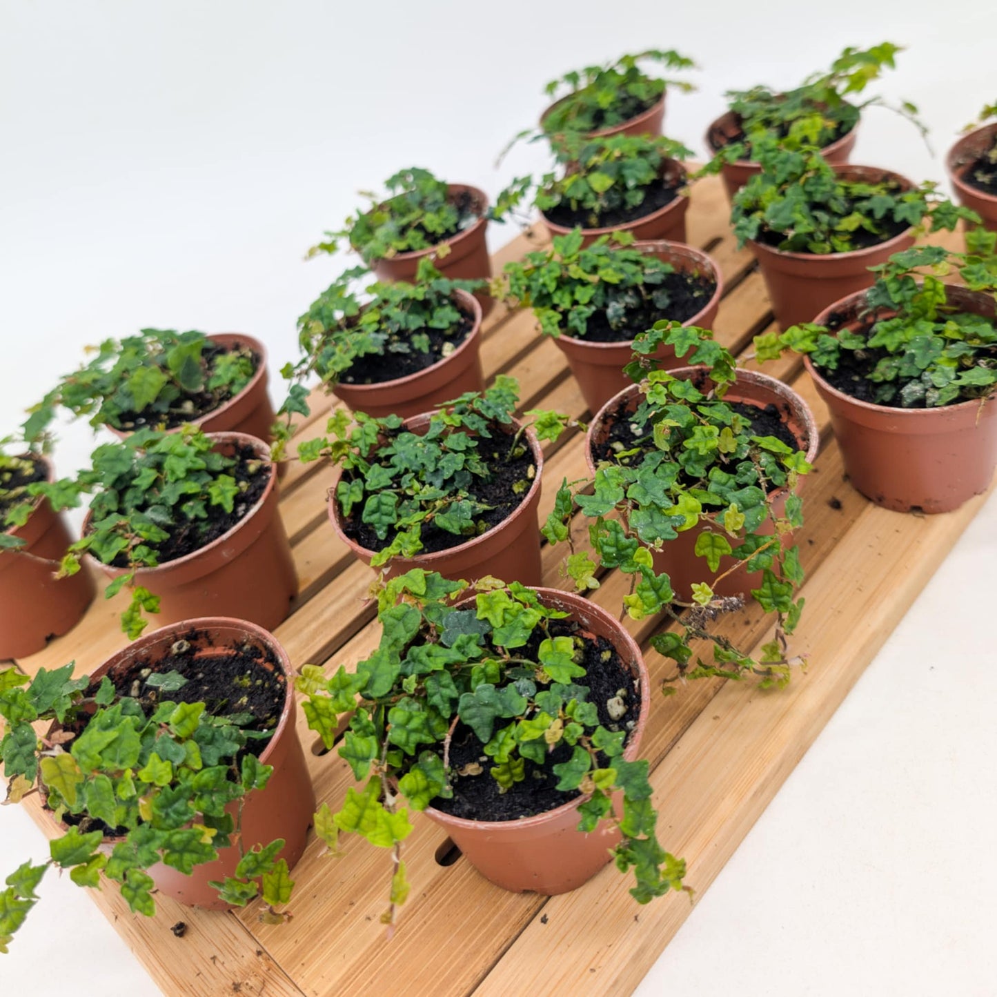 Miniature Oakleaf Ficus - String of Frogs