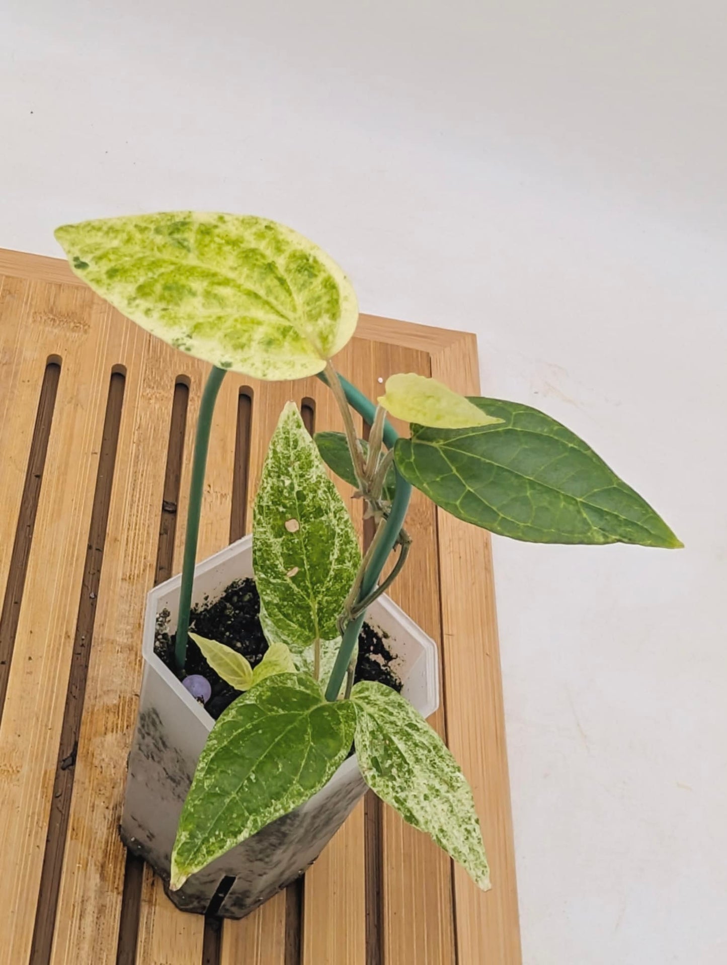 Piper Macropiper Variegated - Multiple Growths
