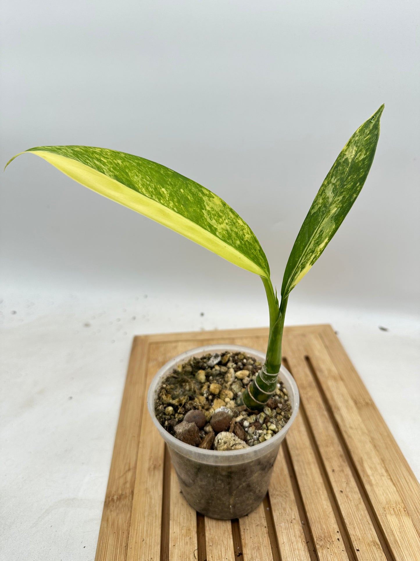 Black Friday Sales - Dieffenbachia ‘Big Ben’ Variegated