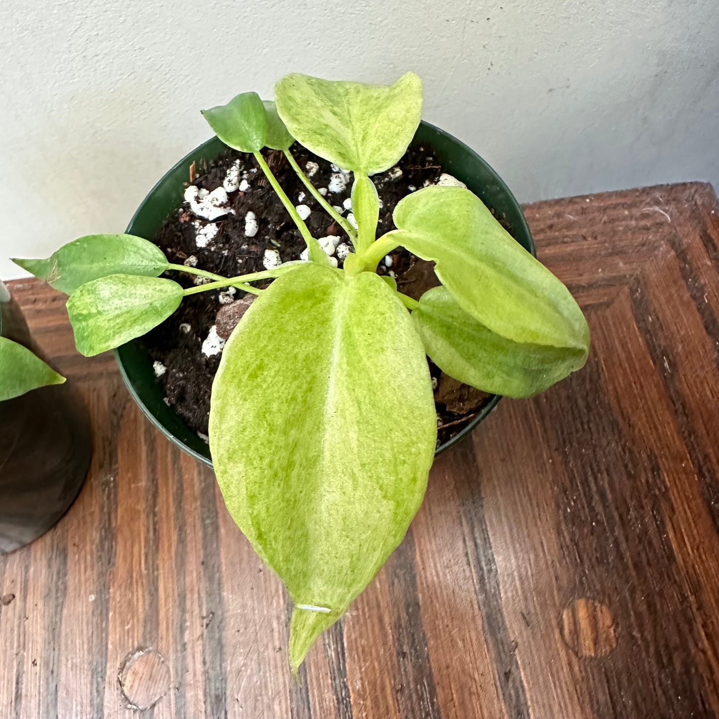 Variegated Philodendron Bob Cee