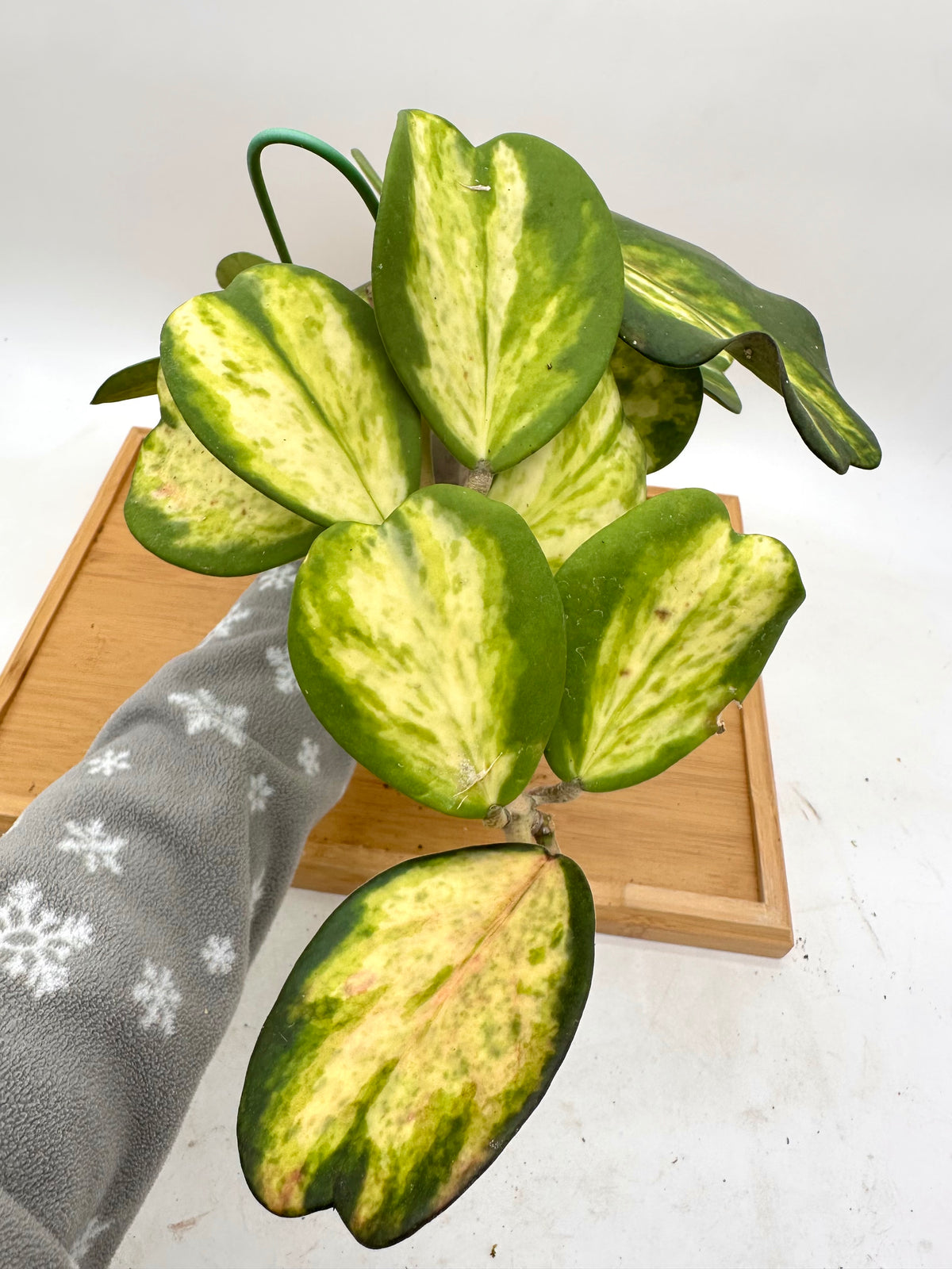 Hoya Kerri Inner Variegated - Multiple Growths