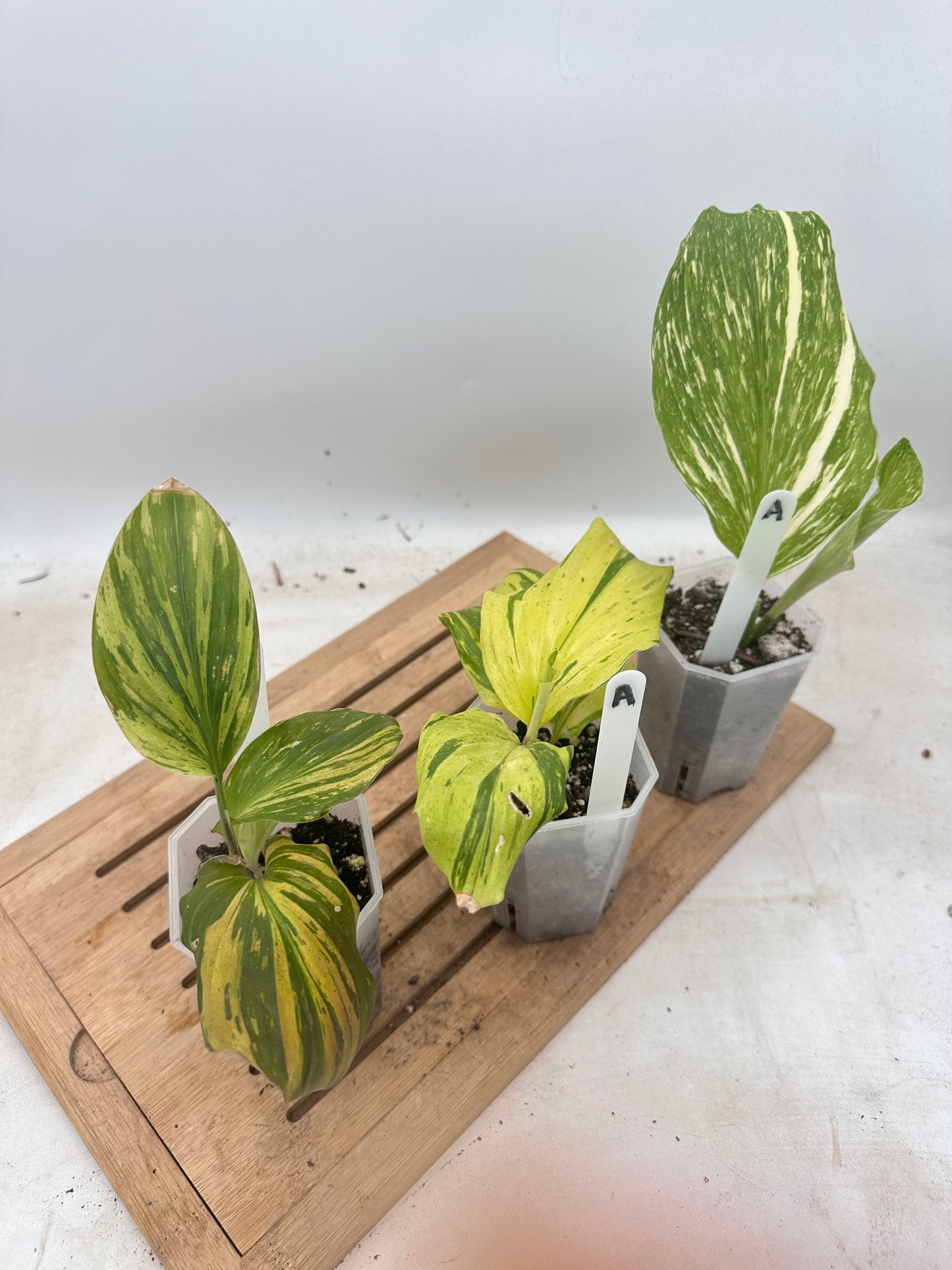 Combo Sale - Variegated Kaempferia Varieties