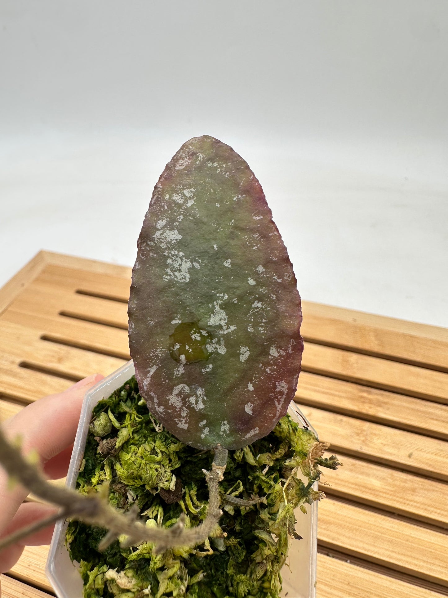 Hoya Caudata Splash
