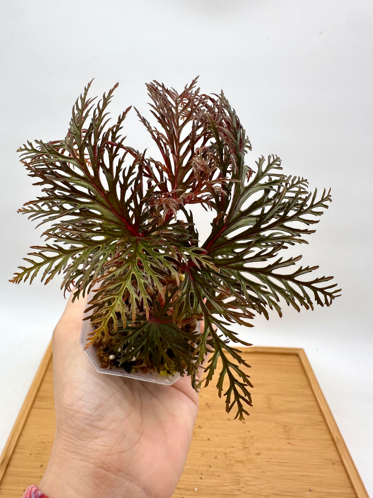 Begonia Fern Leaf
