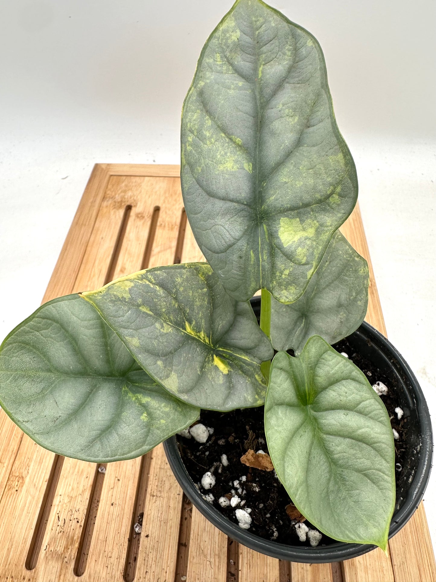 Alocasia Silver Dragon Variegated