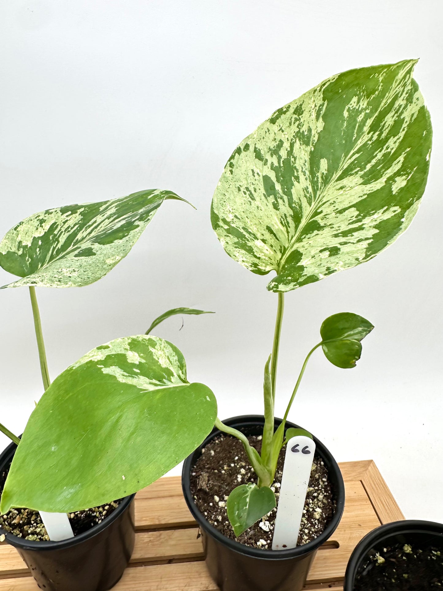 Monstera Bulbasaur in 4” Pot