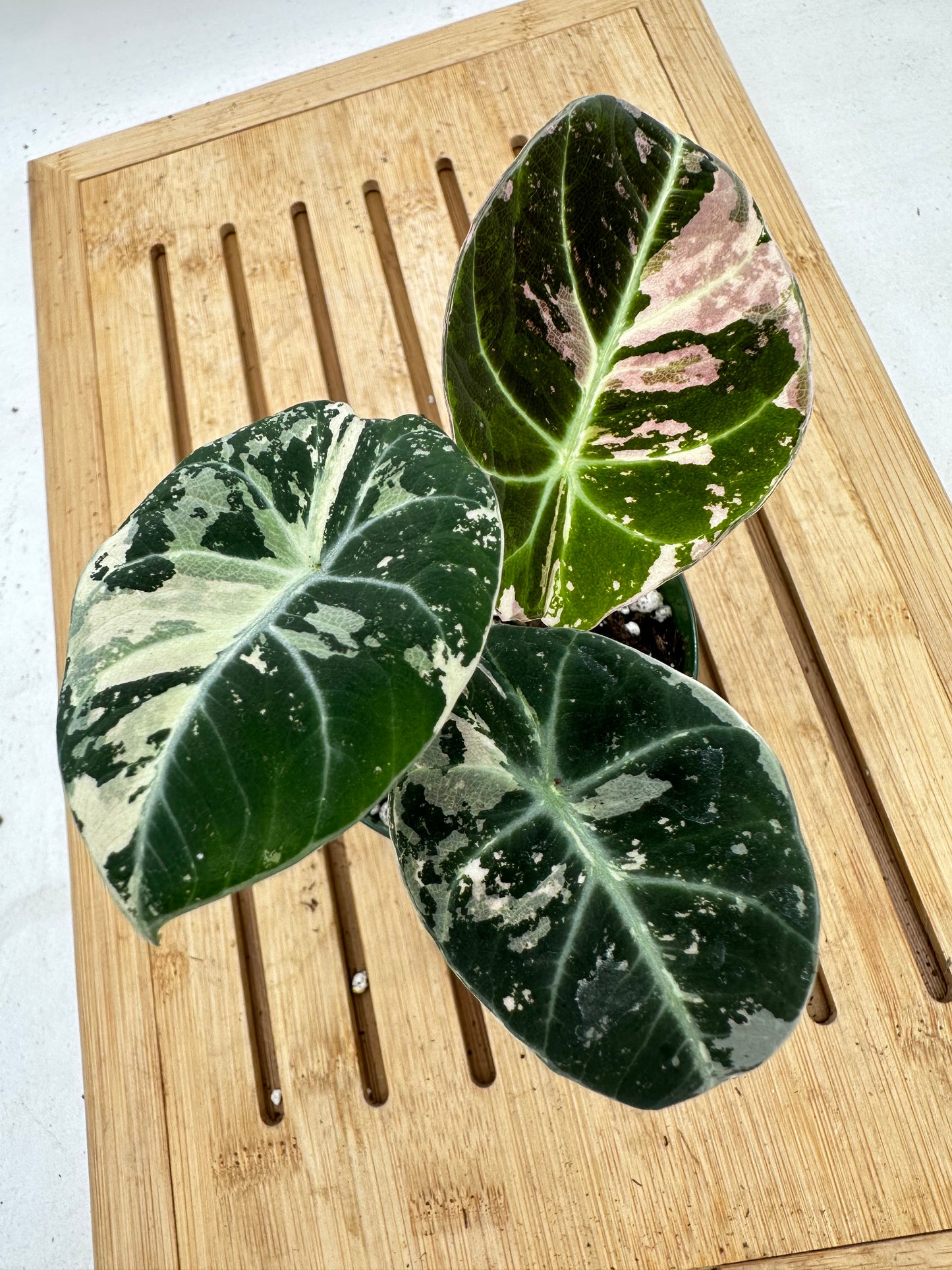 Alocasia Black Velvet Pink Albo Variegated