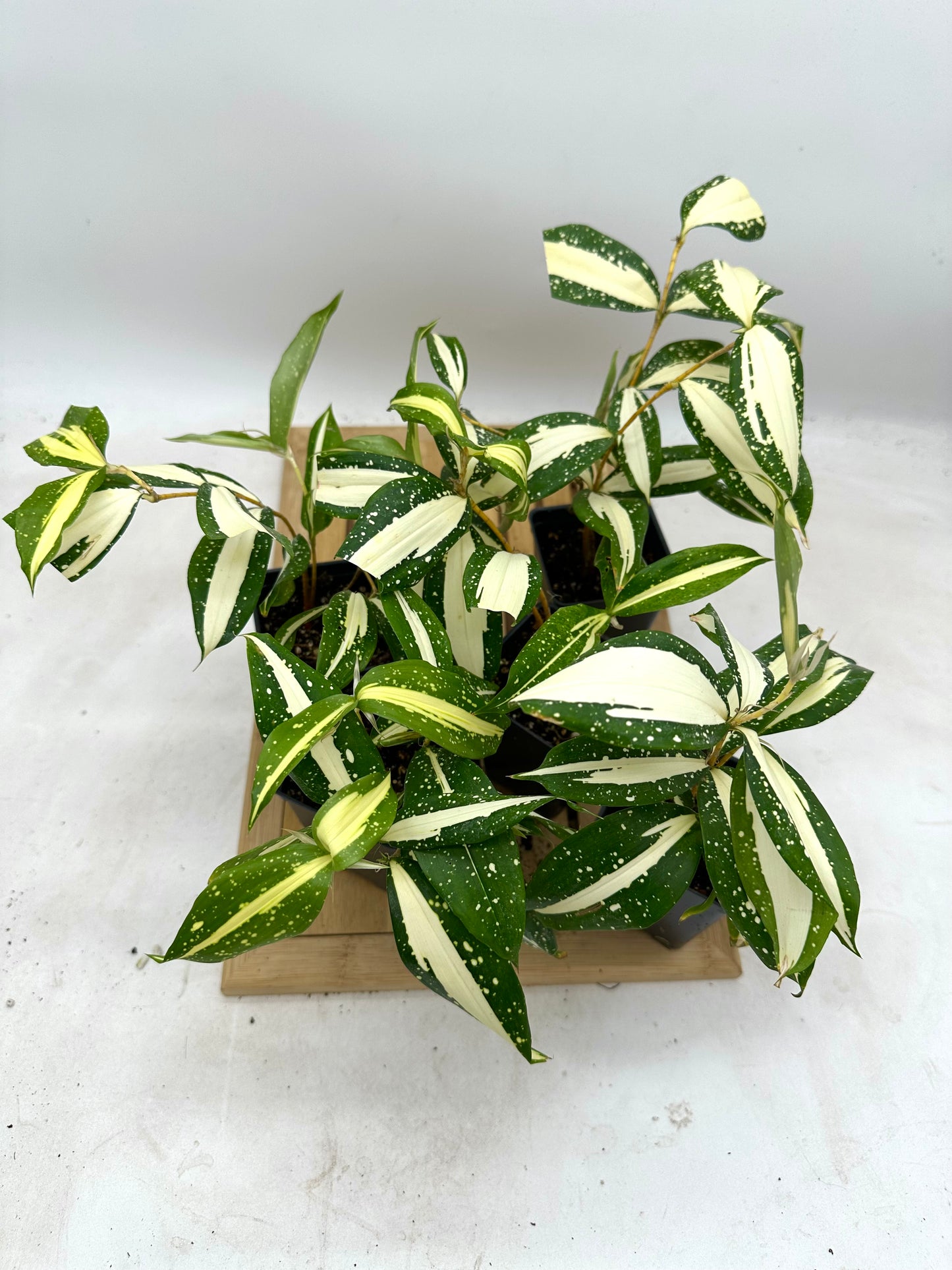 Pre Mother’s Day Sale - 
- Rare Find🪴 Draceana ‘Milky Way’