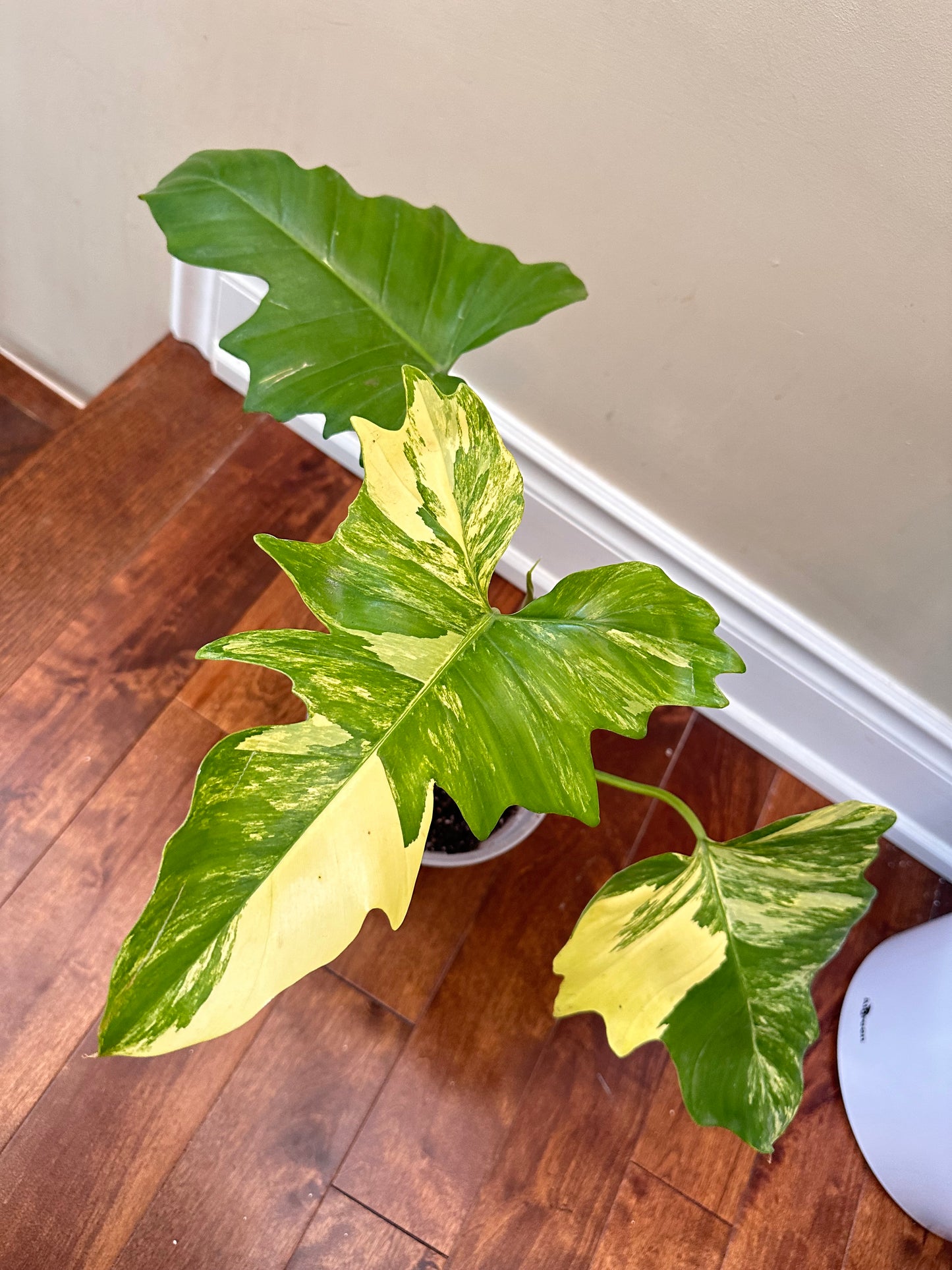 Philodendron Mayoi x FB Variegated Size L - August Sale