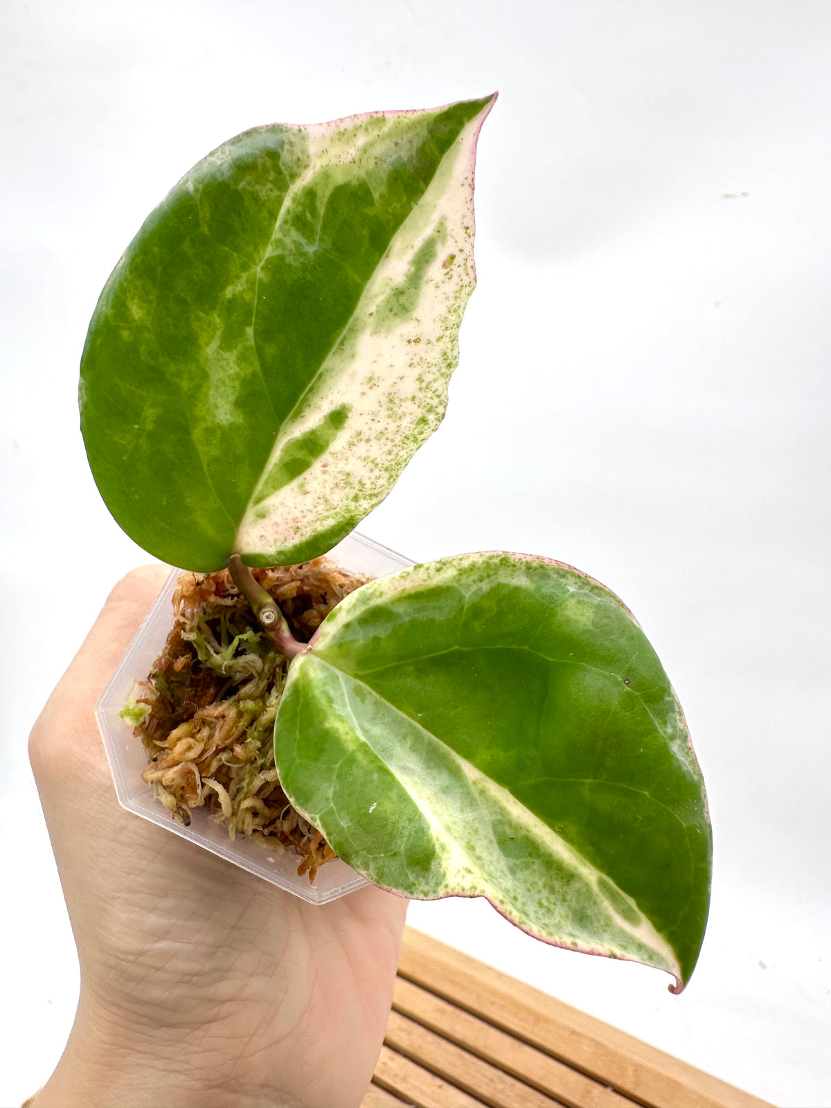 Hoya Cv. Candy