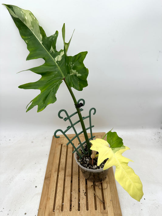 Black Friday Sales - Philodendron Golden dragon Albo Variegated