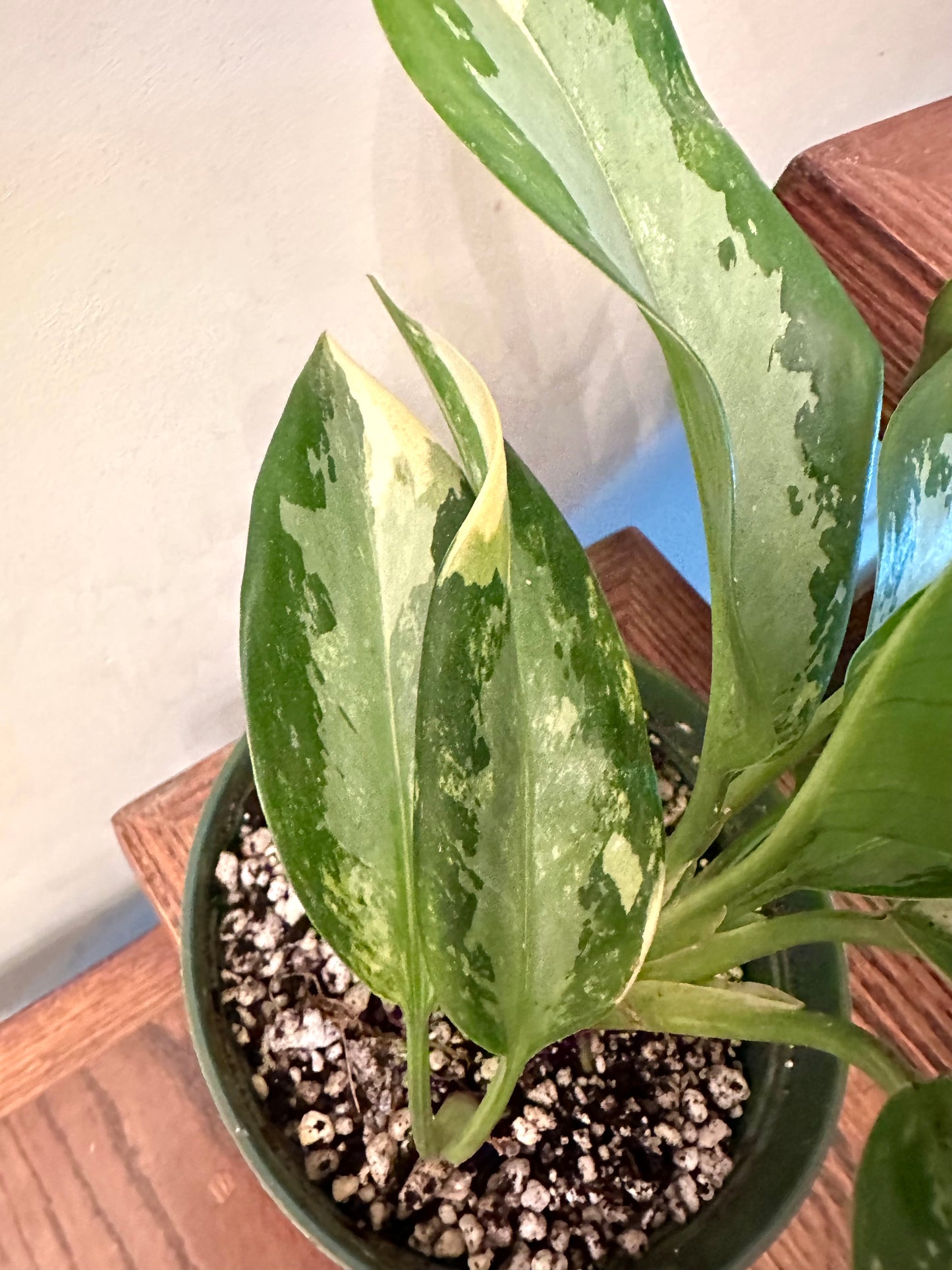 Aglaonema Suvarna Bhumi Variegated (3 growths/plants)