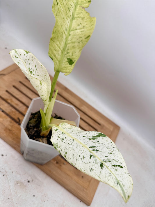 Philodendron Orlando Variegated - Thanksgiving Sale 💚