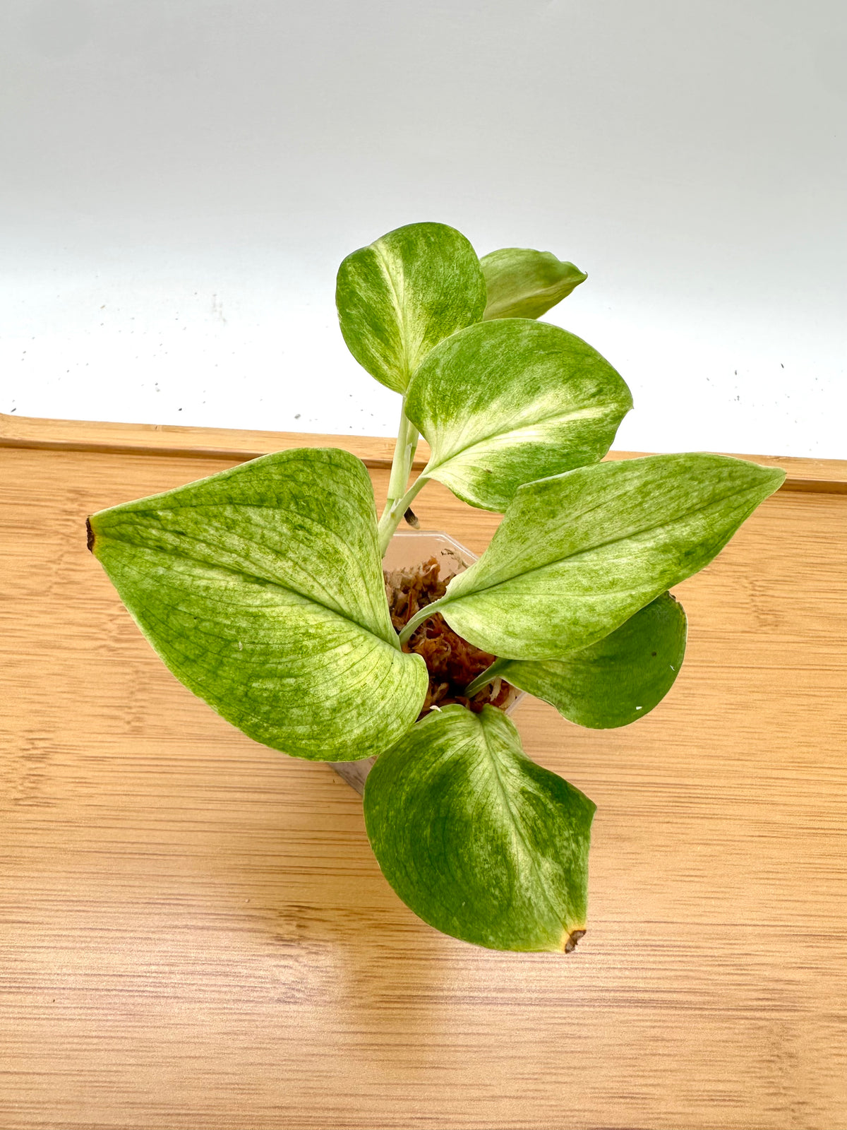 Scindapsus Treubii Mint Variegated