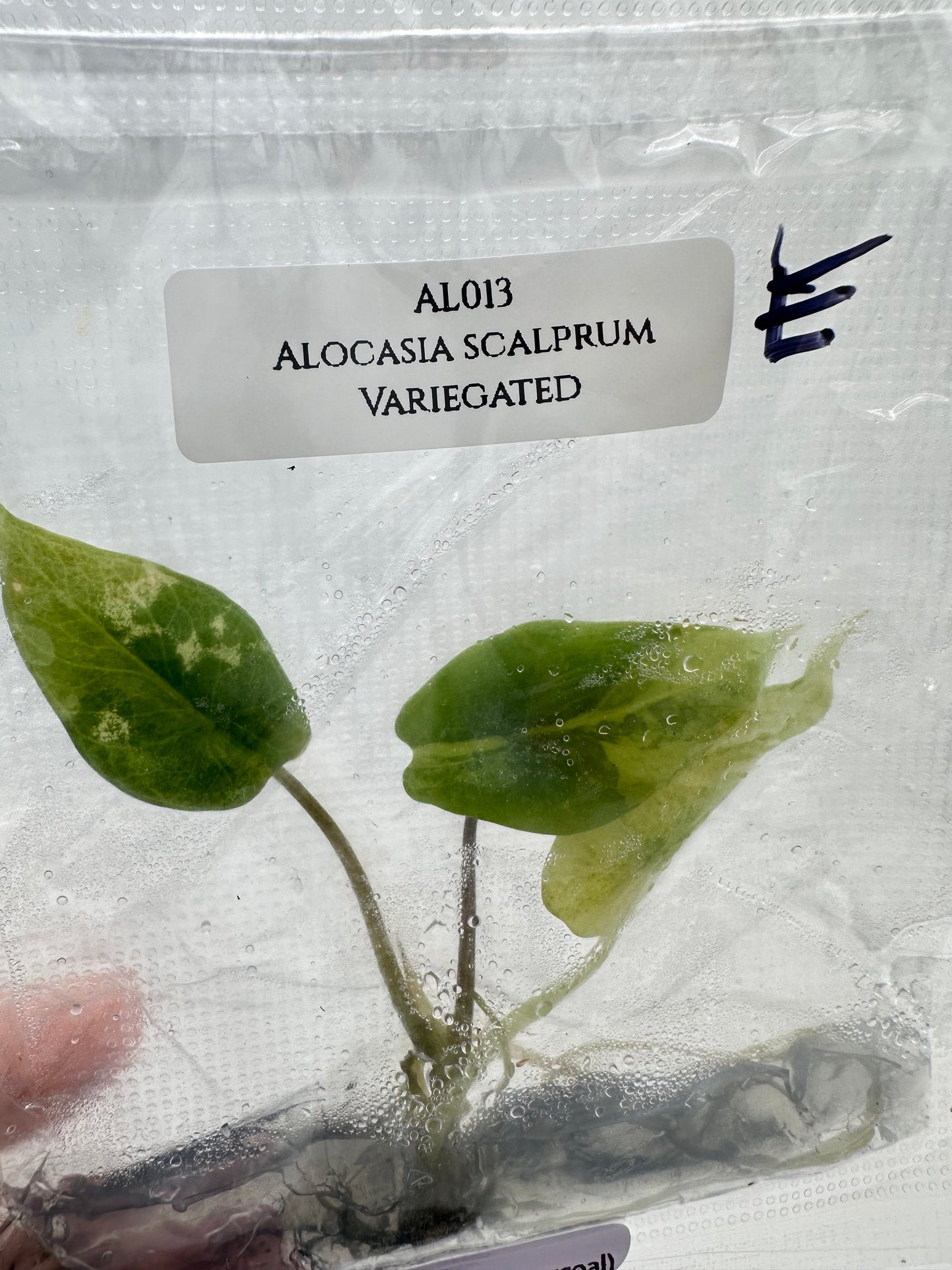 Tissue Culture - Alocasia Scalprum Variegated