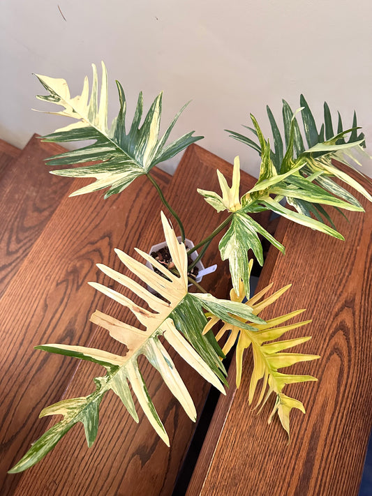 Philodendron Florida Beauty x Tortum Variegated 04- Large Size