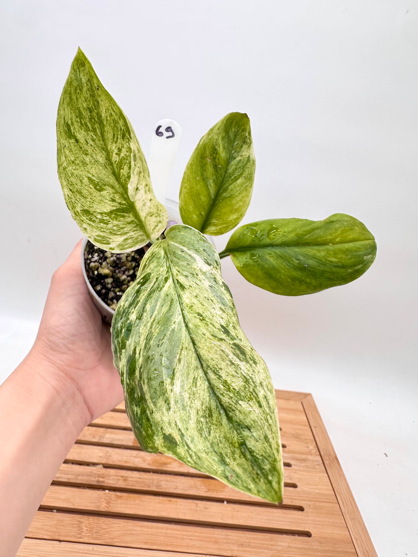 Scindapsus Treubii Moonlight Mint Variegated