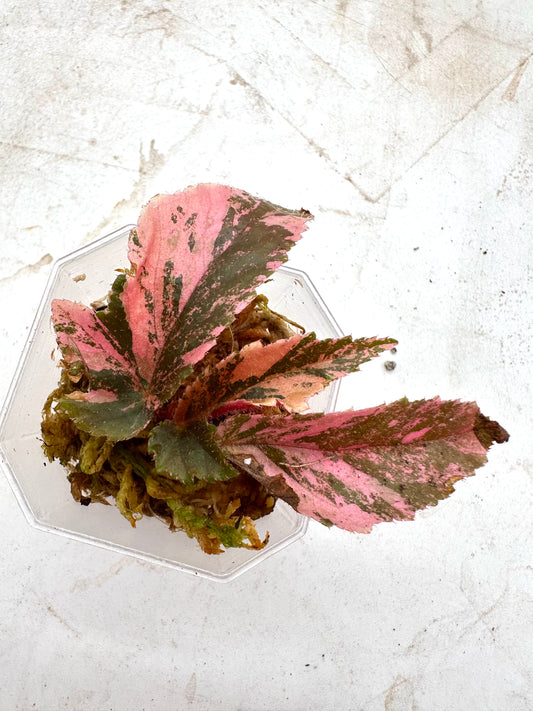 Begonia Ginny Galaxy Pink Variegated