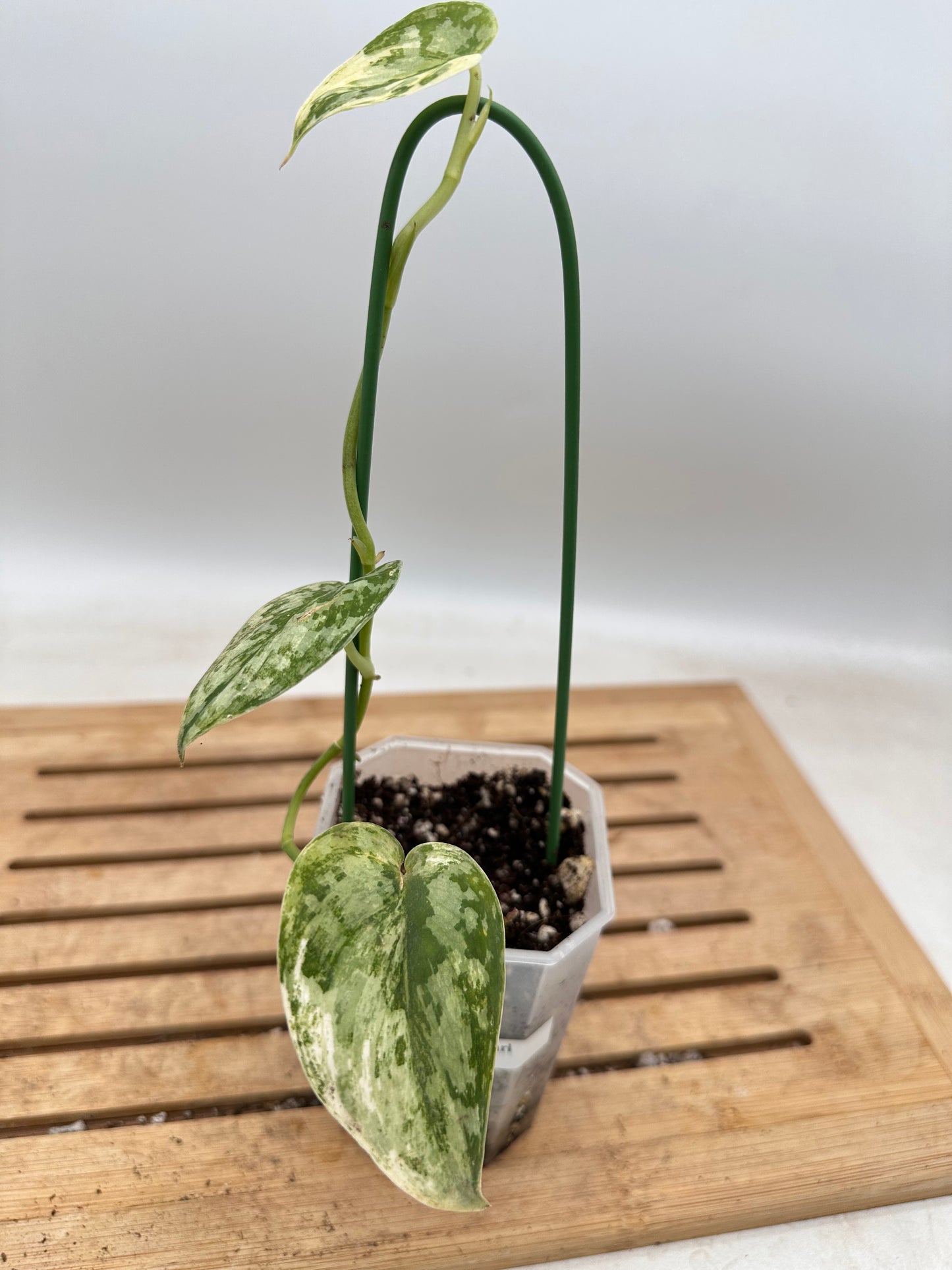 Scindapsus Mayari