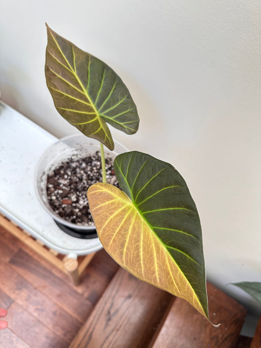 Thanksgiving Sales - Alocasia Regal Shields Aurea Variegated (Halfmoon) Size Large