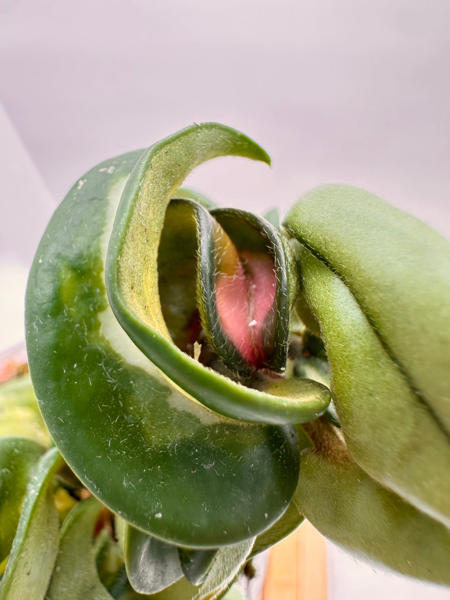 Hoya Mauna Loa Inner Variegated - 028