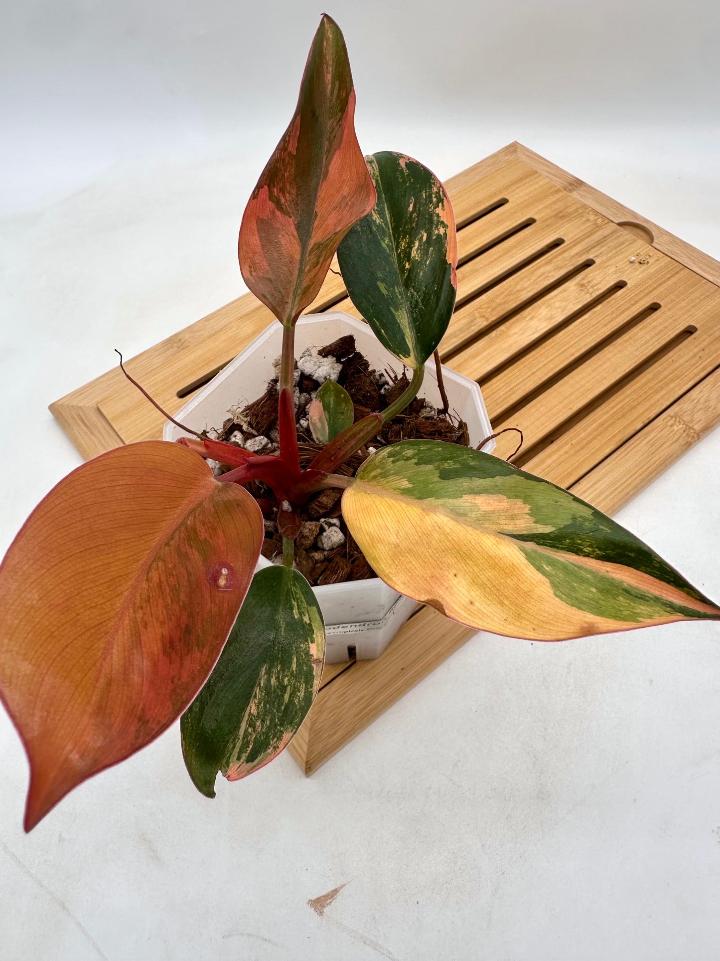 Philodendron Red Congo Variegated