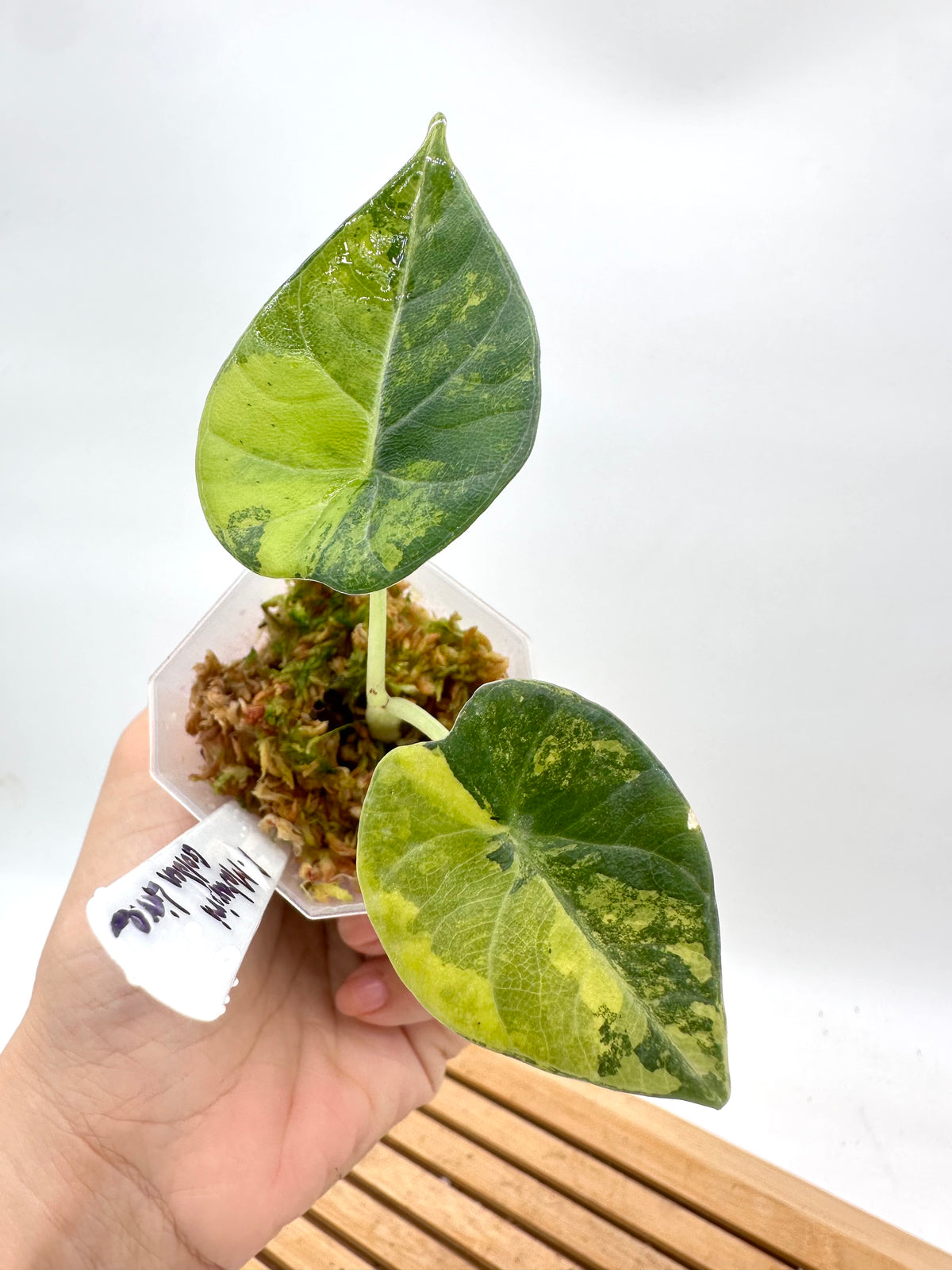 Alocasia Maharini ‘Lemon Lime’ Variegated