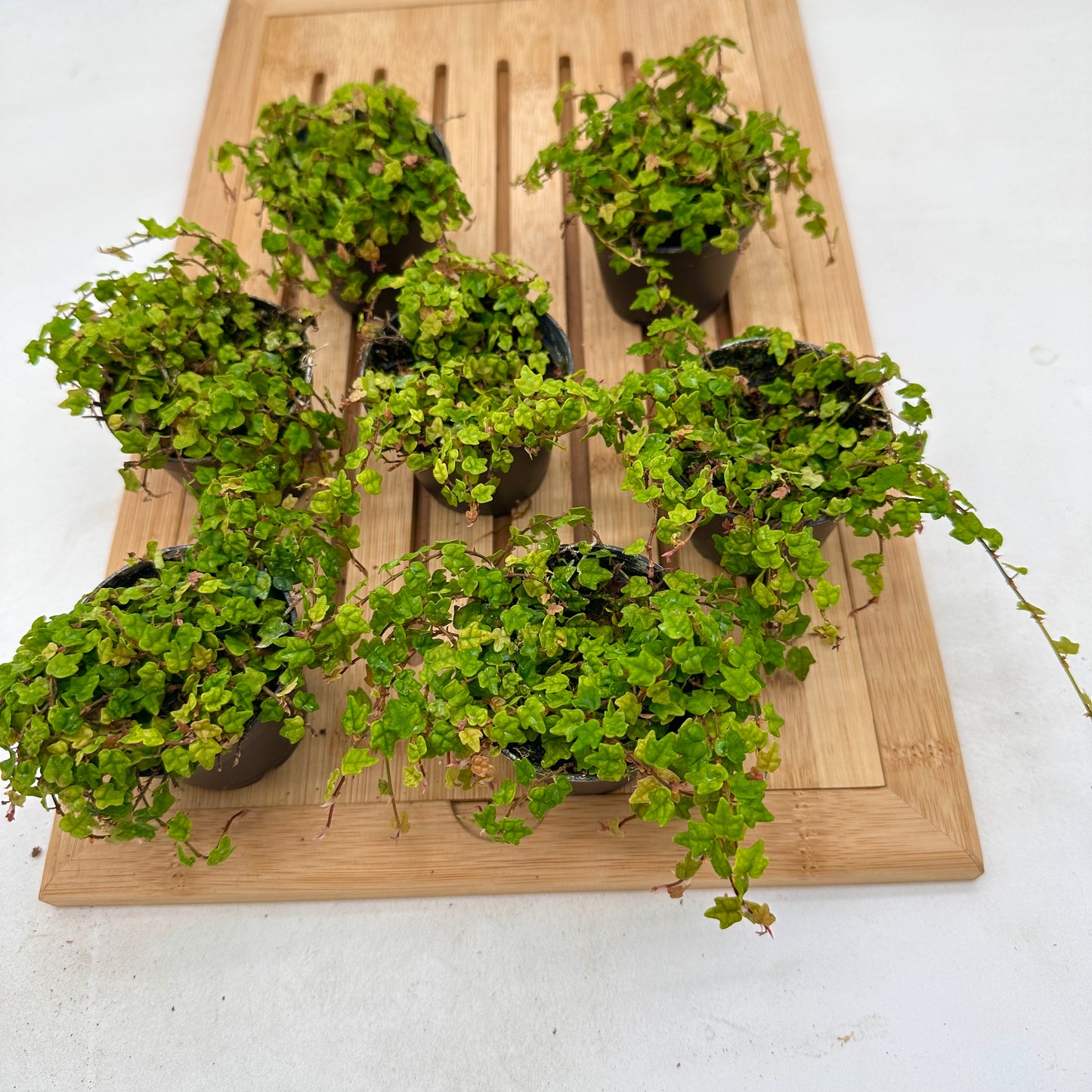 Ficus Oak Leaf - String of Frogs (Terrarium Plant)