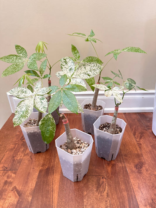 Variegated Money Tree  - Labour Day Sale ❤️‍🔥