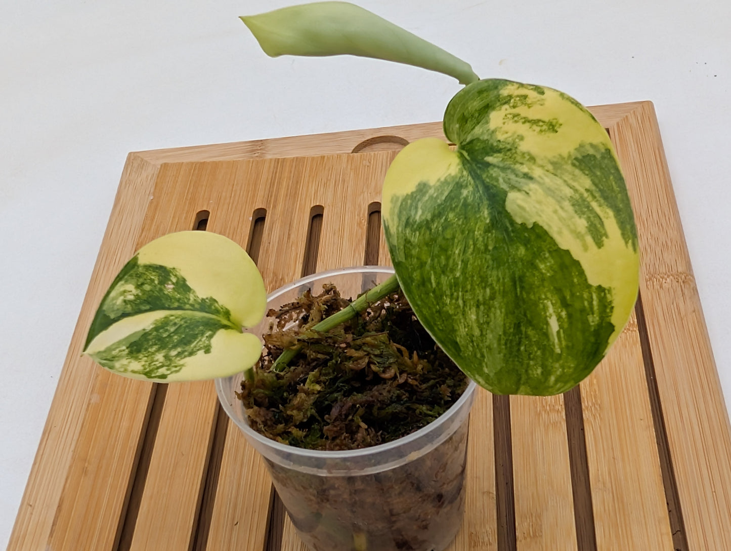 Scindapsus Jade Satin Variegated