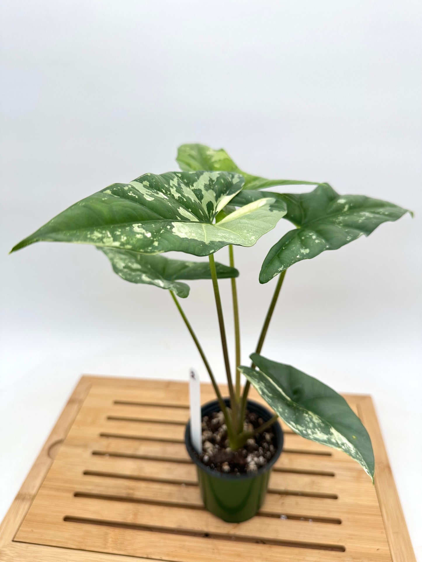 Alocasia Simpo Albo Variegated