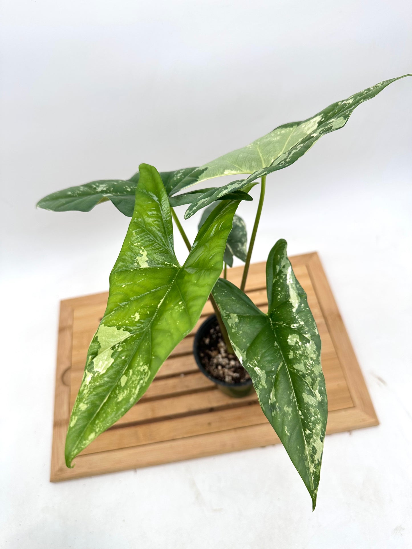 Alocasia Simpo Albo Variegated