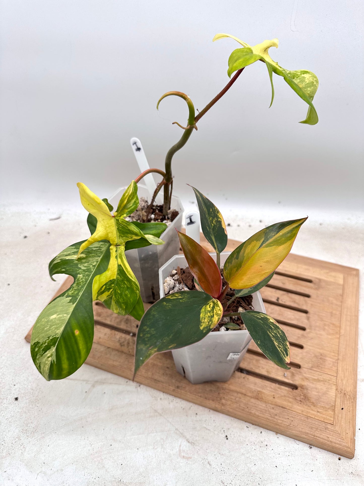 Combo Sale - Philodendron Florida Beauty & Red Congo Variegated