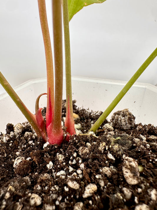 Anthurium Crystallinum Variegated - Multiple Growths