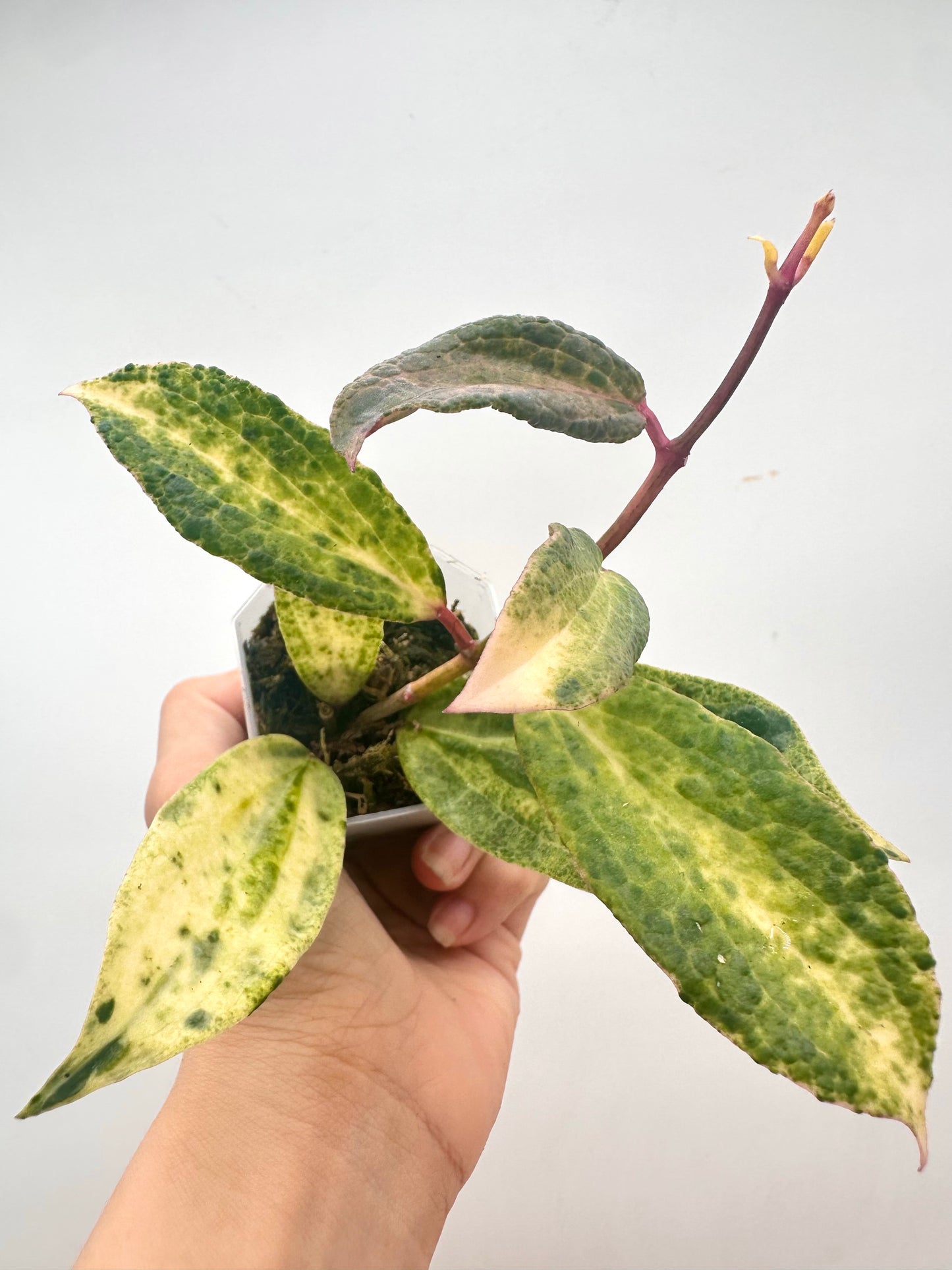 Hoya Crocodile - 5+ Nodes