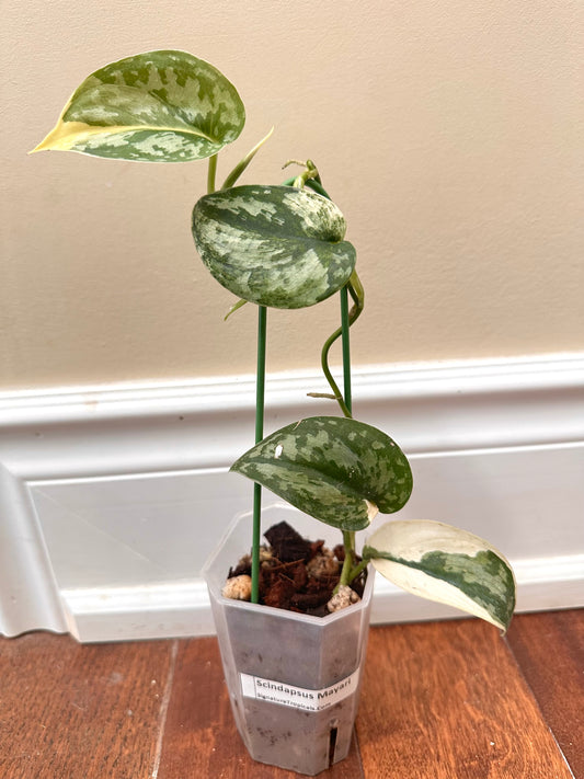 Scindapsus Mayari