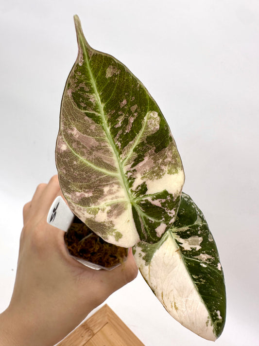Alocasia Black Velvet Albo Pink Variegated
