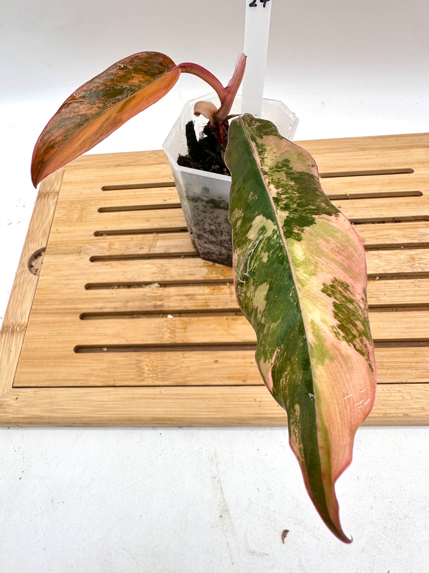 Philodendron Caramel Marble Variegated