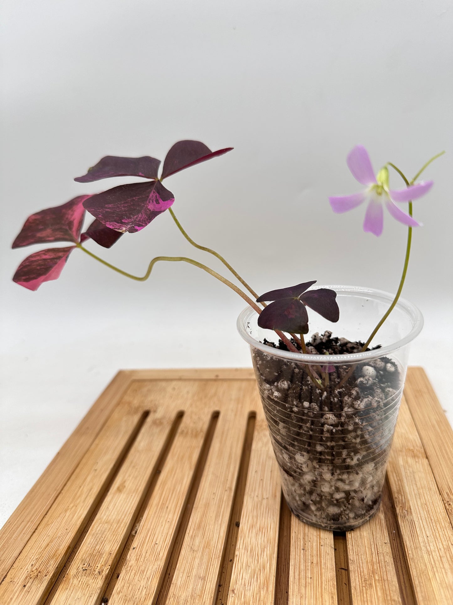 Oxalis Triangularis Pink Variegated