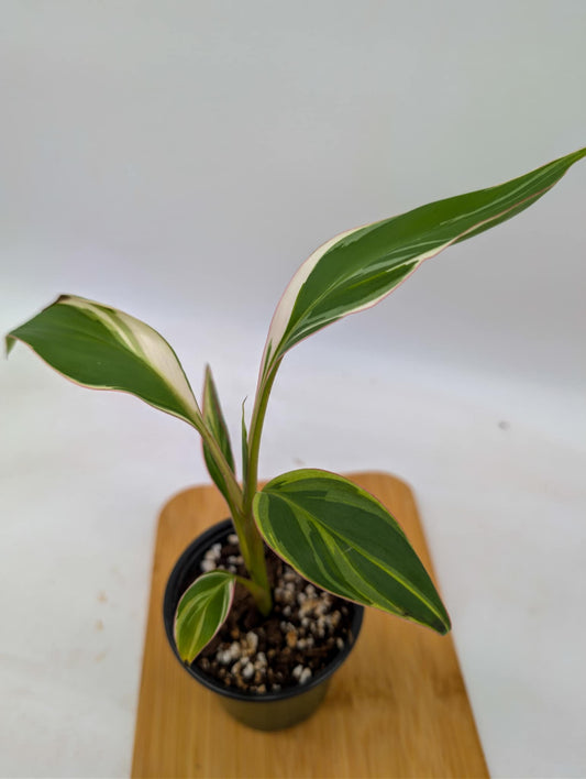 Variegated Musa - Banana Plant