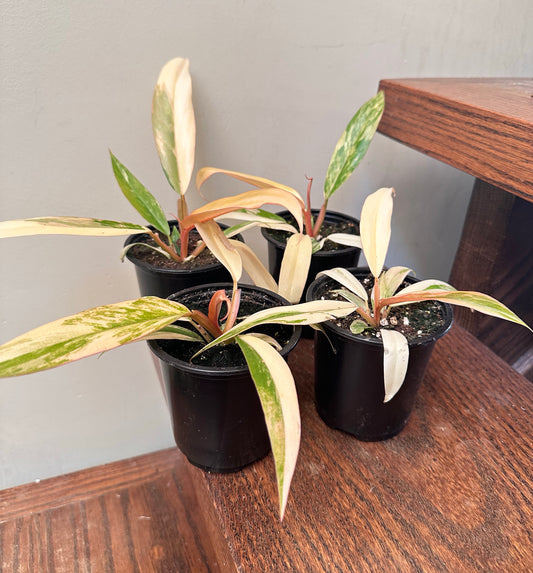 Philodendron Caramel Marble - Locally Nursery Grown