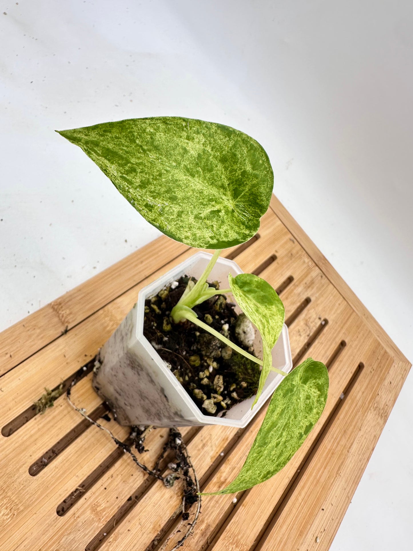 Alocasia Cucullata Mint Variegated