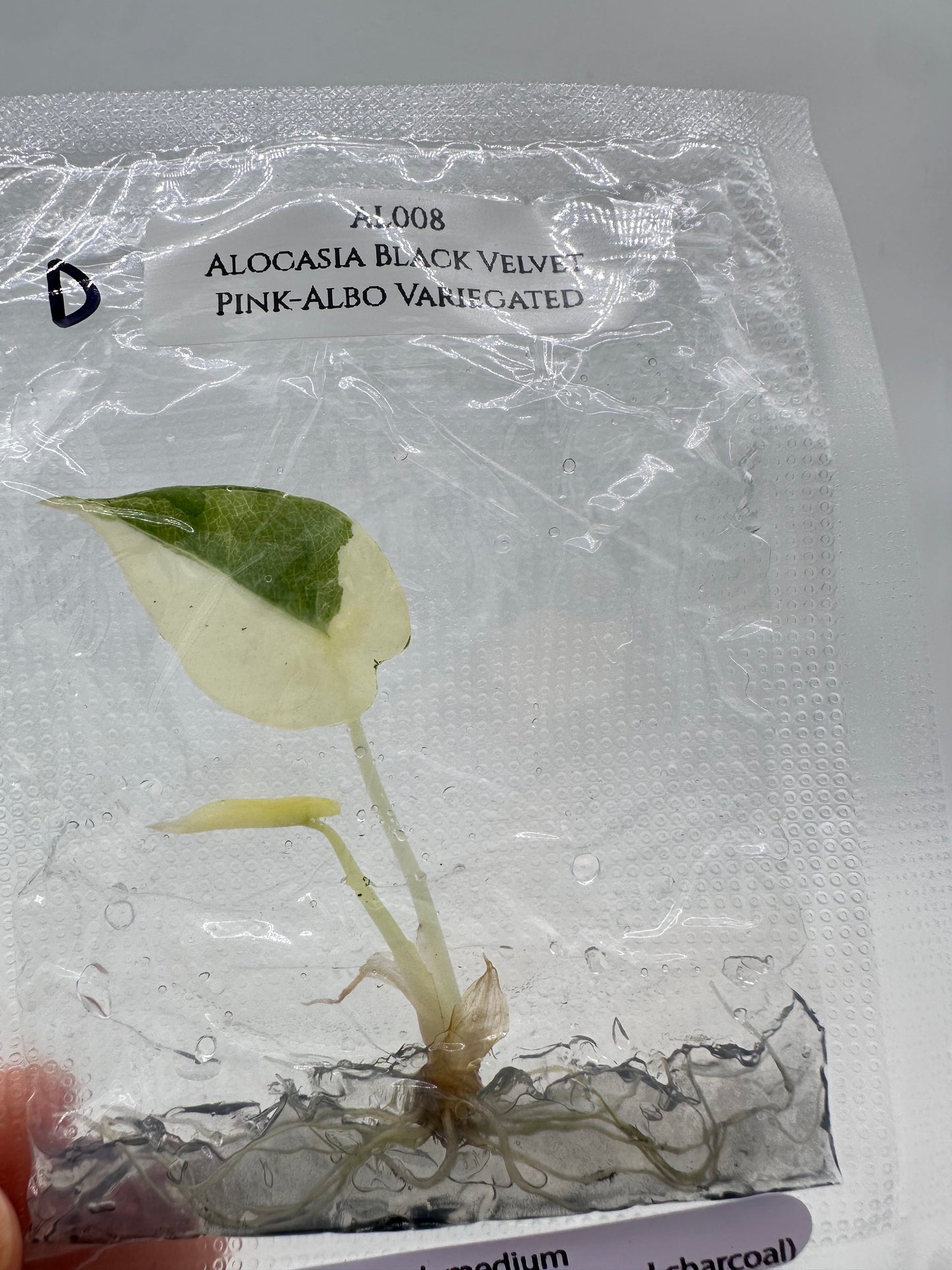 Tissue Culture - Alocasia Black Velvet Pink Albo Variegated