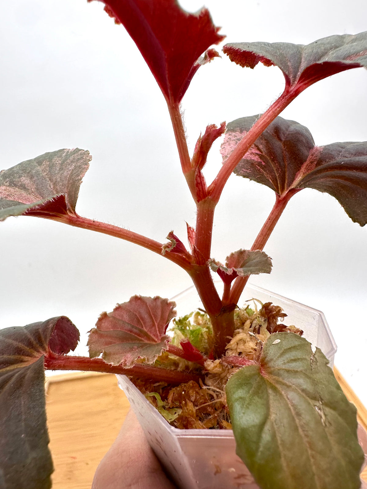 Begonia Cucullata Pink Variegated - 4+ Growths