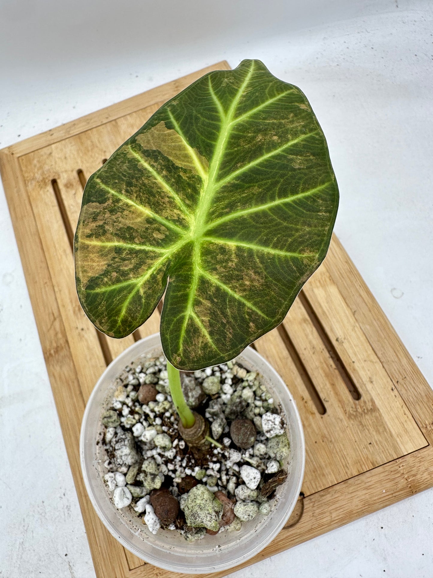 Black Friday Sales -Alocasia Regal Shields Variegated