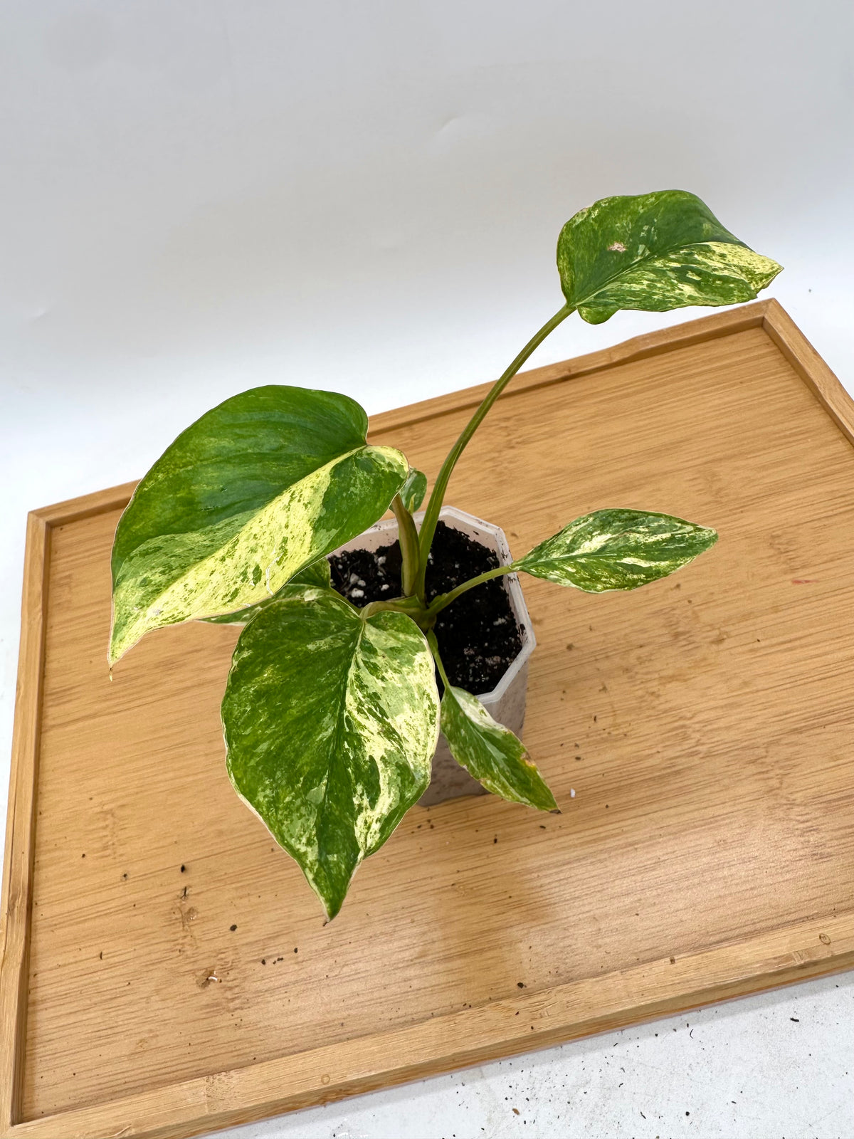 Homalonema Rubencens Variegated
